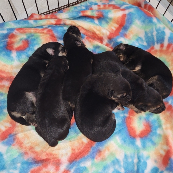 Meet your Posher, Adam - Picture 2 of 2